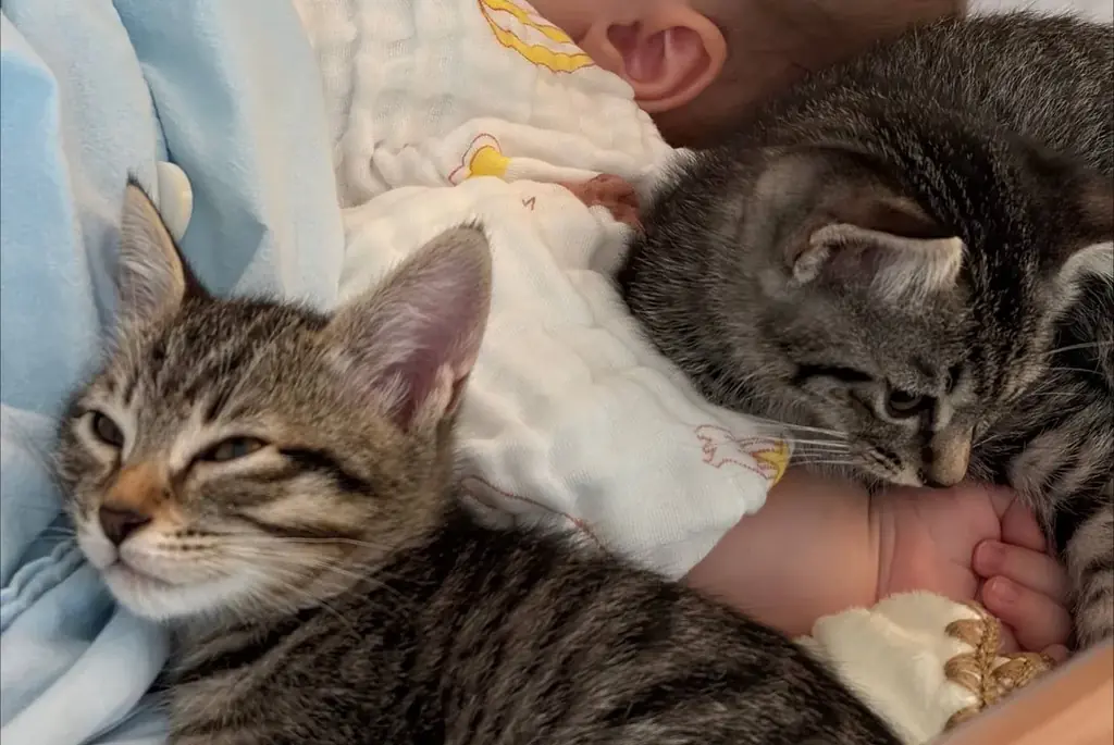 Отдам котяток в добрые руки 🐾