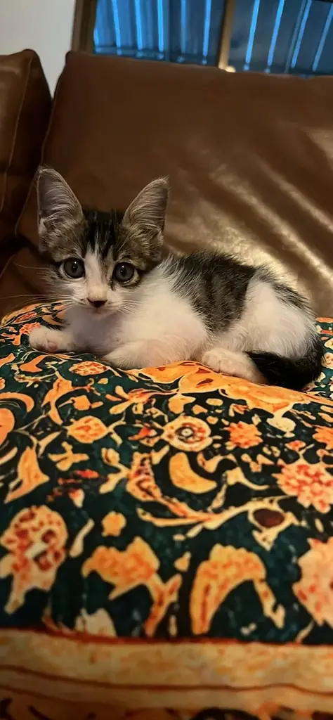 Отдам котенка в добрые руки!