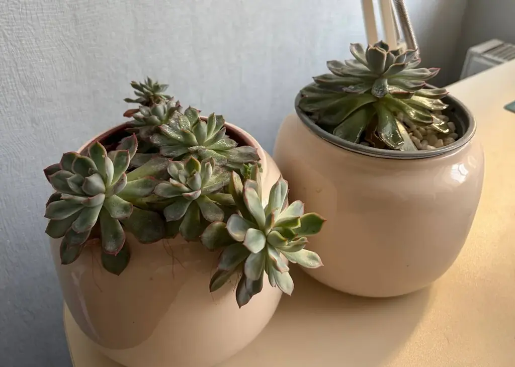 Продаю композиции из суккулентов 🌿